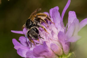 Andrena hattorfiana / Knautien-Sandbiene / Andrenidae (Sandbienenartige) / Hautflgler - Hymenoptera