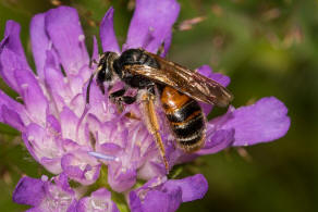 Andrena hattorfiana / Knautien-Sandbiene / Andrenidae (Sandbienenartige) / Hautflgler - Hymenoptera