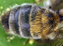 Andrena helvola / Schlehen-Lockensandbiene / Andreninae (Sandbienenartige) / Hautflgler - Hymenoptera