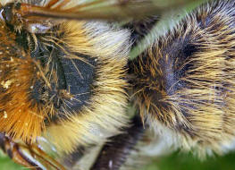 Andrena helvola / Schlehen-Lockensandbiene / Andreninae (Sandbienenartige) / Hautflgler - Hymenoptera