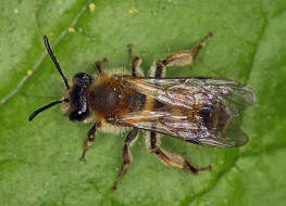 Andrena helvola / Schlehen-Lockensandbiene / Andreninae (Sandbienenartige) / Hautflgler - Hymenoptera