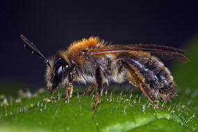 Andrena helvola / Schlehen-Lockensandbiene / Andreninae (Sandbienenartige) / Hautflgler - Hymenoptera