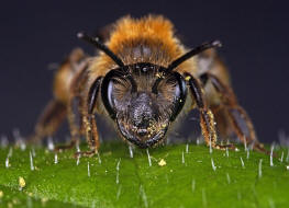 Andrena helvola / Schlehen-Lockensandbiene / Andreninae (Sandbienenartige) / Hautflgler - Hymenoptera