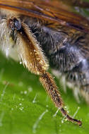 Andrena helvola / Schlehen-Lockensandbiene / Andreninae (Sandbienenartige) / Hautflgler - Hymenoptera