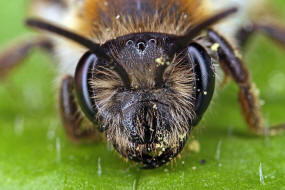 Andrena helvola / Schlehen-Lockensandbiene / Andreninae (Sandbienenartige) / Hautflgler - Hymenoptera