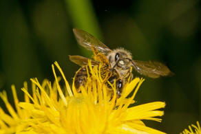 Andrena (Chlorandrena) humilis / Gewhnliche Drnchensandbiene / Andrenidae (Sandbienenartige) / Hautflgler - Hymenoptera