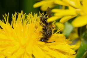 Andrena (Chlorandrena) humilis / Gewhnliche Drnchensandbiene / Andrenidae (Sandbienenartige) / Hautflgler - Hymenoptera