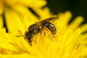 Andrena (Chlorandrena) humilis / Gewhnliche Drnchensandbiene / Andrenidae (Sandbienenartige) / Hautflgler - Hymenoptera