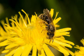 Andrena (Chlorandrena) humilis / Gewhnliche Drnchensandbiene / Andrenidae (Sandbienenartige) / Hautflgler - Hymenoptera