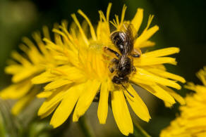 Andrena (Chlorandrena) humilis / Gewhnliche Drnchensandbiene / Andrenidae (Sandbienenartige) / Hautflgler - Hymenoptera