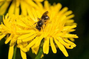 Andrena (Chlorandrena) humilis / Gewhnliche Drnchensandbiene / Andrenidae (Sandbienenartige) / Hautflgler - Hymenoptera