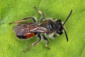 Andrena labiata / Rote Ehrenpreis-Sandbiene / Andreninae (Sandbienenartige) / Hautflgler - Hymenoptera