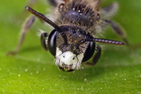 Andrena labiata / Rote Ehrenpreis-Sandbiene / Andreninae (Sandbienenartige) / Hautflgler - Hymenoptera