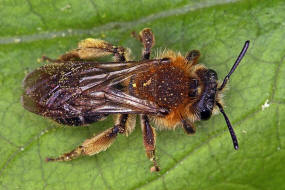 Andrena (Biareolina) lagopus / Zweizellige Sandbiene / Andreninae (Sandbienenartige) / Hautflügler - Hymenoptera