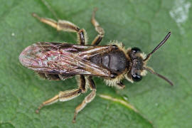 Andrena minutula / Gewhnliche Zwergsandbiene / Andreninae (Sandbienenartige) / Hautflgler - Hymenoptera