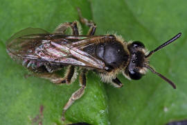 Andrena minutula / Gewhnliche Zwergsandbiene / Andreninae (Sandbienenartige) / Hautflgler - Hymenoptera