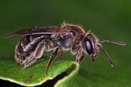 Andrena minutula / Gewhnliche Zwergsandbiene / Andreninae (Sandbienenartige) / Hautflgler - Hymenoptera