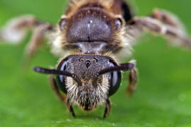 Andrena minutula / Gewhnliche Zwergsandbiene / Andreninae (Sandbienenartige) / Hautflgler - Hymenoptera