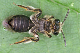 Andrena minutula / Gewhnliche Zwergsandbiene / Andreninae (Sandbienenartige) / Hautflgler - Hymenoptera