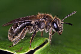 Andrena minutula / Gewhnliche Zwergsandbiene / Andreninae (Sandbienenartige) / Hautflgler - Hymenoptera