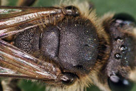 Andrena minutula / Gewhnliche Zwergsandbiene / Andreninae (Sandbienenartige) / Hautflgler - Hymenoptera