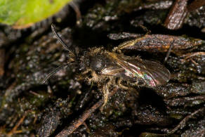 Andrena minutula / Gewhnliche Zwergsandbiene / Andreninae (Sandbienenartige) / Hautflgler - Hymenoptera