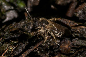 Andrena minutula / Gewhnliche Zwergsandbiene / Andreninae (Sandbienenartige) / Hautflgler - Hymenoptera