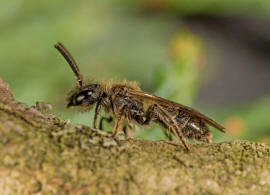 Andrena minutula / Gewhnliche Zwergsandbiene / Andreninae (Sandbienenartige) / Hautflgler - Hymenoptera