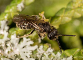 Andrena minutula / Gewhnliche Zwergsandbiene / Andreninae (Sandbienenartige) / Hautflgler - Hymenoptera