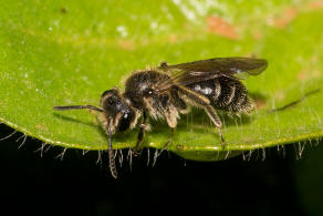 Andrena minutula / Gewhnliche Zwergsandbiene / Andreninae (Sandbienenartige) / Hautflgler - Hymenoptera