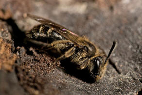 Andrena minutula / Gewhnliche Zwergsandbiene / Andreninae (Sandbienenartige) / Hautflgler - Hymenoptera