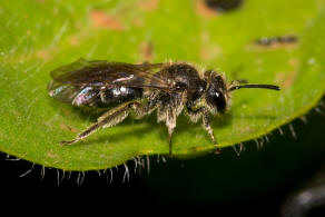 Andrena minutula / Gewhnliche Zwergsandbiene / Andreninae (Sandbienenartige) / Hautflgler - Hymenoptera