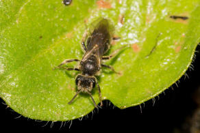 Andrena minutula / Gewhnliche Zwergsandbiene / Andreninae (Sandbienenartige) / Hautflgler - Hymenoptera