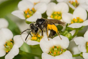 Andrena minutuloides / Glanzrcken-Zwergsandbiene / Andrenidae (Sandbienenartige) / Hautflgler - Hymenoptera