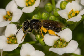 Andrena minutuloides / Glanzrcken-Zwergsandbiene / Andrenidae (Sandbienenartige) / Hautflgler - Hymenoptera