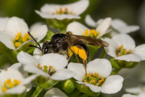 Andrena minutuloides / Glanzrcken-Zwergsandbiene / Andrenidae (Sandbienenartige) / Hautflgler - Hymenoptera