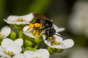 Andrena minutuloides / Glanzrcken-Zwergsandbiene / Andrenidae (Sandbienenartige) / Hautflgler - Hymenoptera