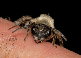 Andrena nitida / Glnzende Dstersandbiene / Flaum-Erdbiene / Bienen - Apidae / Andreninae (Sandbienenartige) / Hautflgler - Hymenoptera