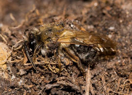 Andrena nitida / Glnzende Dstersandbiene / Flaum-Erdbiene / Bienen - Apidae / Andreninae (Sandbienenartige) / Hautflgler - Hymenoptera