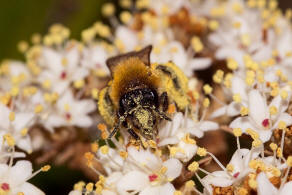 Andrena nitida / Glnzende Dstersandbiene / Flaum-Erdbiene / Bienen - Apidae / Andreninae (Sandbienenartige) / Hautflgler - Hymenoptera