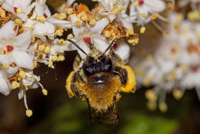 Andrena nitida / Glnzende Dstersandbiene / Flaum-Erdbiene / Bienen - Apidae / Andreninae (Sandbienenartige) / Hautflgler - Hymenoptera