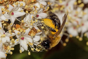 Andrena nitida / Glnzende Dstersandbiene / Flaum-Erdbiene / Bienen - Apidae / Andreninae (Sandbienenartige) / Hautflgler - Hymenoptera