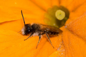 Andrena praecox / Frhe Lockensandbiene / Andrenidae (Sandbienenartige) / Hautflgler - Hymenoptera