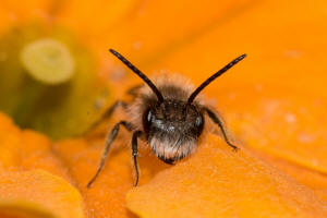 Andrena praecox / Frhe Lockensandbiene / Andrenidae (Sandbienenartige) / Hautflgler - Hymenoptera