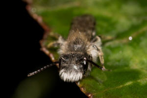 Andrena praecox / Frhe Lockensandbiene / Andrenidae (Sandbienenartige) / Hautflgler - Hymenoptera