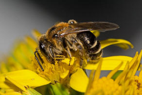 Andrena propinqua / Schwarzbeinige Krbchensandbiene / Andrenidae (Sandbienenartige) / Hautflgler - Hymenoptera