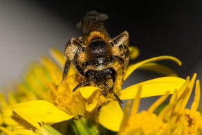 Andrena propinqua / Schwarzbeinige Krbchensandbiene / Andrenidae (Sandbienenartige) / Hautflgler - Hymenoptera