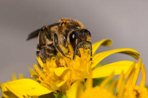 Andrena propinqua / Schwarzbeinige Krbchensandbiene / Andrenidae (Sandbienenartige) / Hautflgler - Hymenoptera