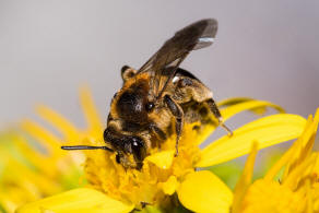 Andrena propinqua / Schwarzbeinige Krbchensandbiene / Andrenidae (Sandbienenartige) / Hautflgler - Hymenoptera