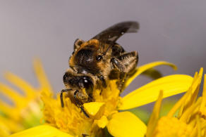 Andrena propinqua / Schwarzbeinige Krbchensandbiene / Andrenidae (Sandbienenartige) / Hautflgler - Hymenoptera